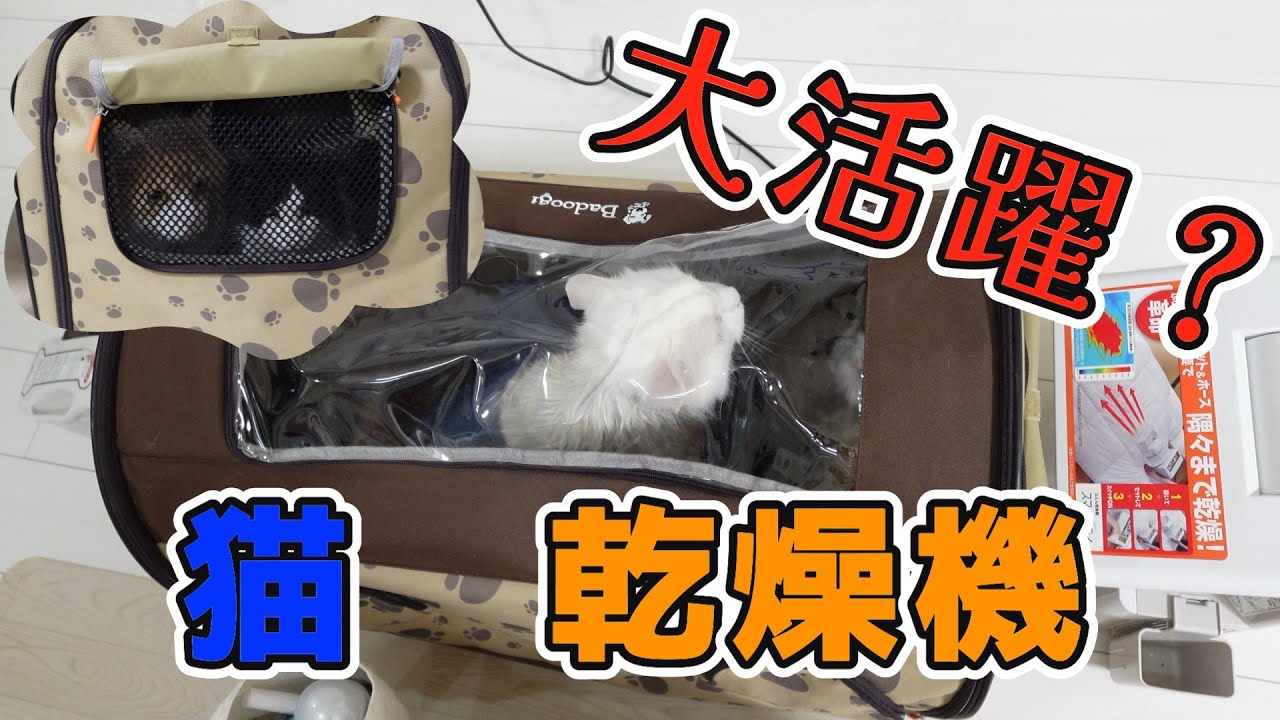 猫　乾燥機使ってみたら大変だった・・・