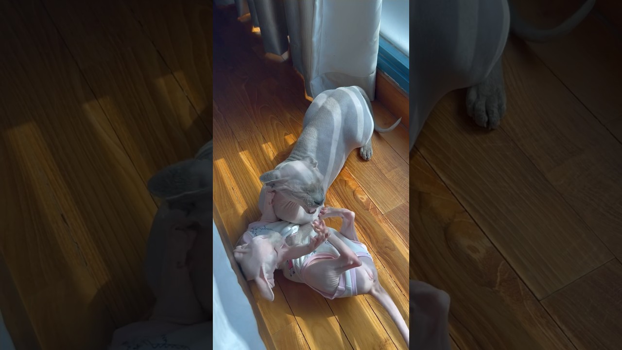 じゃれ合う毛のない猫たち【スフィンクス猫】