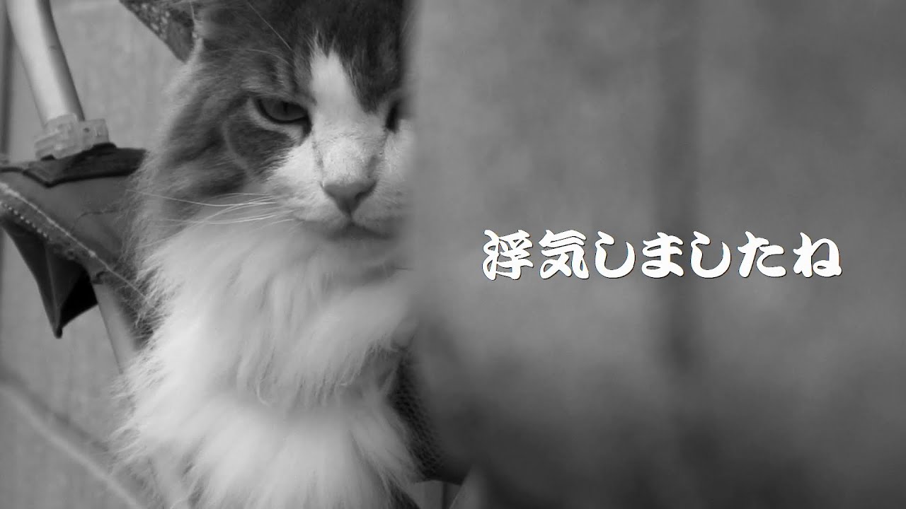 目指せ犬好きモモ20歳～トイプーレアちゃん🐶犬によってグイグイor出て行きもしないな猫😾ミルクさんの基準はなんだ❓