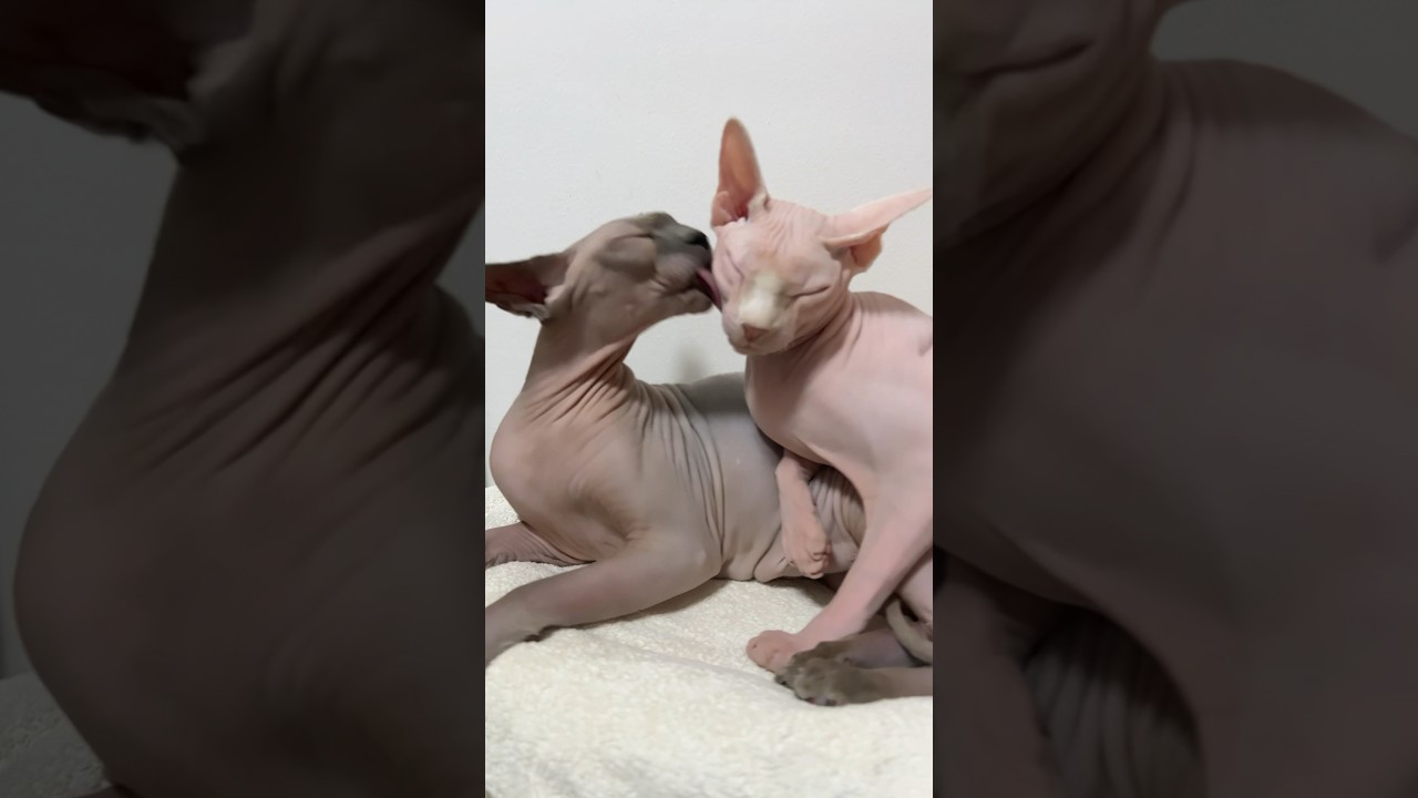 エモすぎる毛のない猫たち【スフィンクス猫】