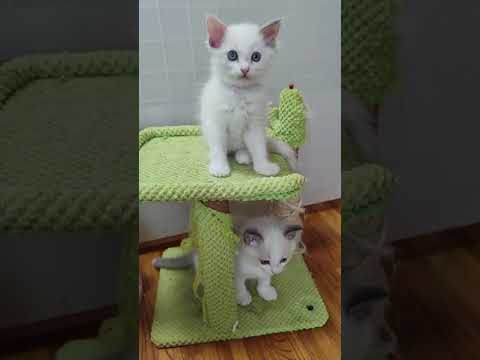 ラグドール 出産ラッシュの為お値打ち価格にてしました。　ブルートーティポイントバイカラー（長毛）