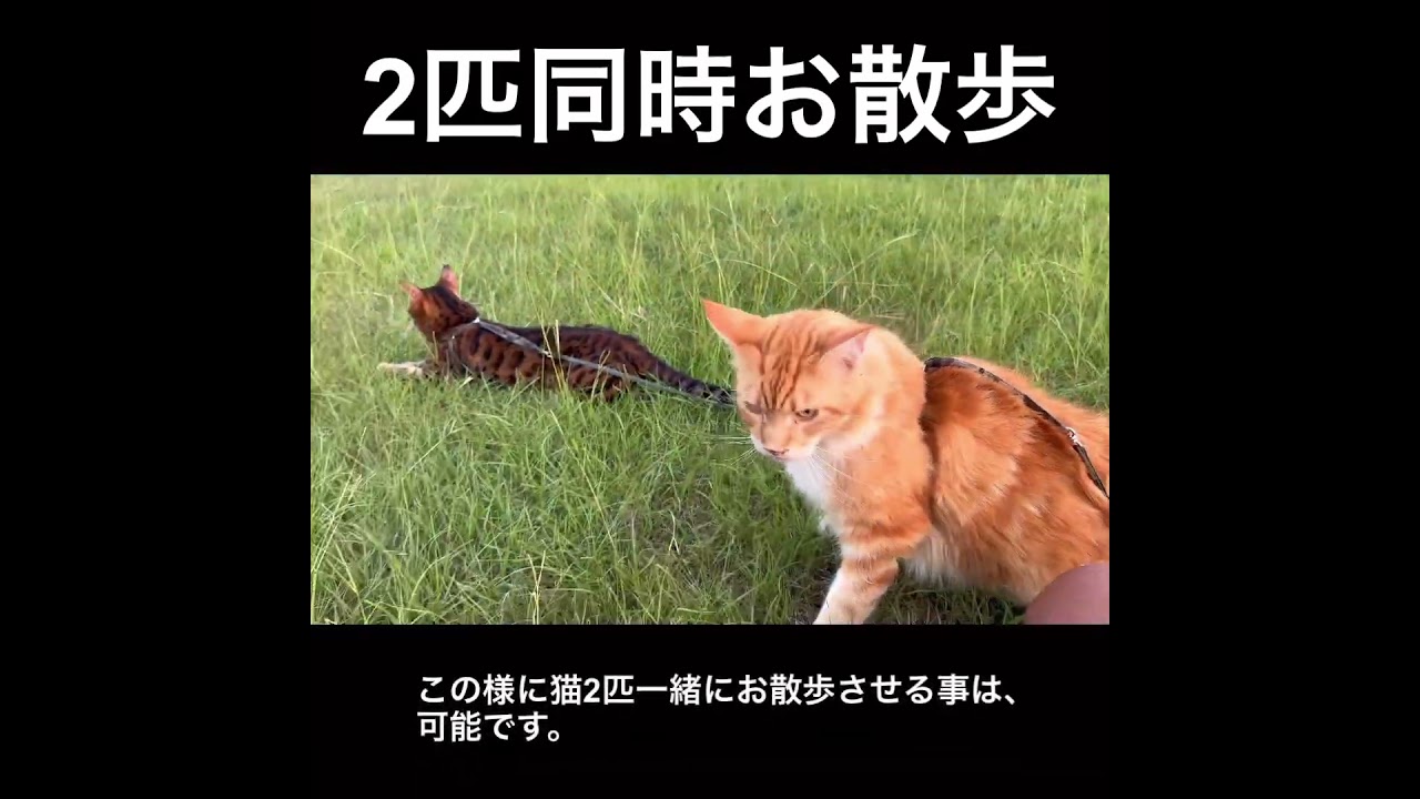 No.0797【2匹同時お散歩】