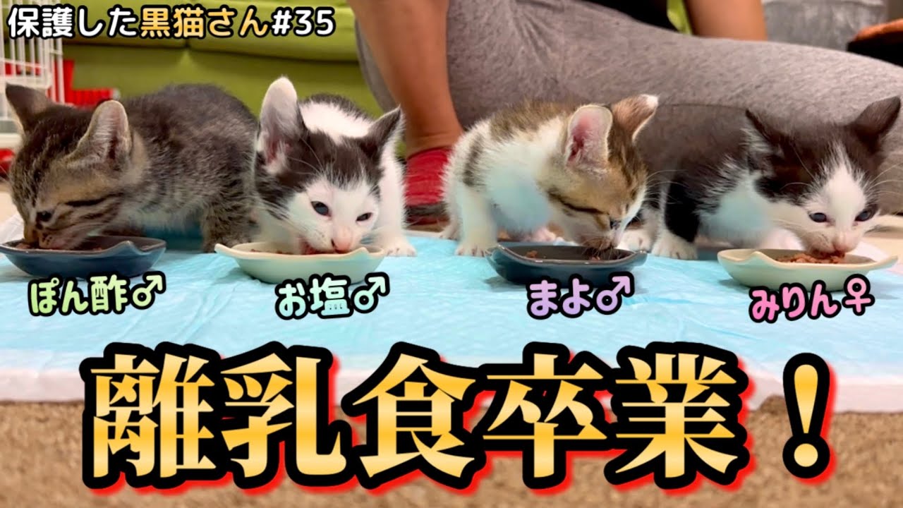 生後0日から見てきた子猫達がついに離乳食を卒業！初めて並んでお食事が出来ました。