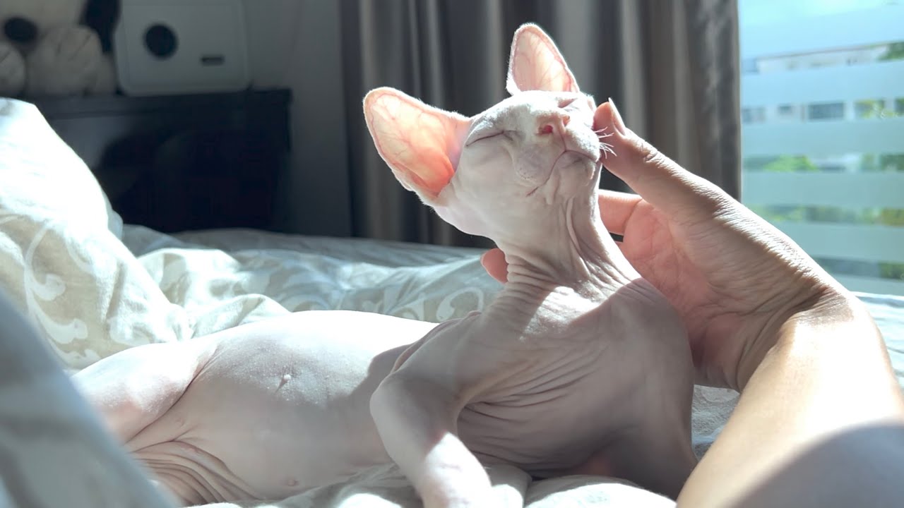 毛のない猫にハマった理由【スフィンクス猫】