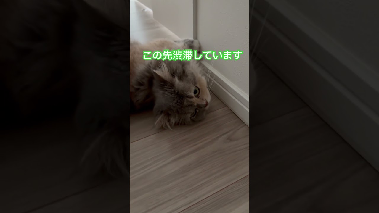 #cat #猫のいる生活 #ねこ #猫 #マンチカン短足 #shorts #短足マンチカン #猫好きさんと繋がりたい #マンチカン