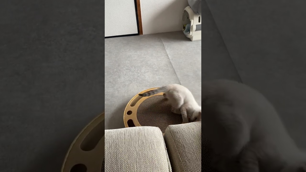 的確なショット！　#元保護猫　#シャムトラ　#シャムミックス　#cat #猫耳 #kitten #シャムmix  #子猫 #猫耳