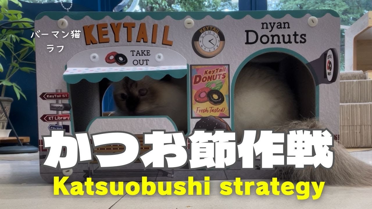 バーマン猫ラフとウリとガブ【かつお節作戦】Katsuobushi strategy（バーマン猫）Birman/Cat