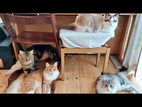 少し若いころの猫軍団スライドショー　#猫軍団 #リオン #クロエ #ソルマニ