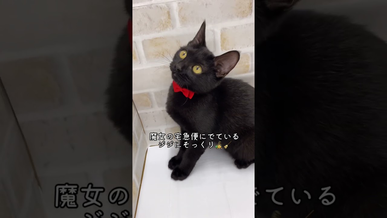 アニメの世界から飛び出してきたボンベイちゃん！#ペットショップ #マルワン#志村坂下店 #板橋区 #浮間舟渡駅 #わんこ #いぬ #子犬#パピー # youtube#犬のいる暮らし #2024