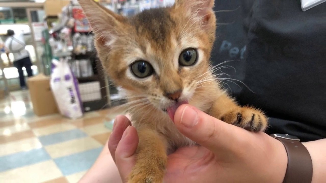 【アビシニアン】甘えん坊のかまってちゃん！でもそこがたまらない