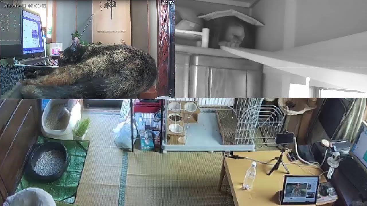 猫は24時間何してる？　アズコムチャンネル　ねこライブ