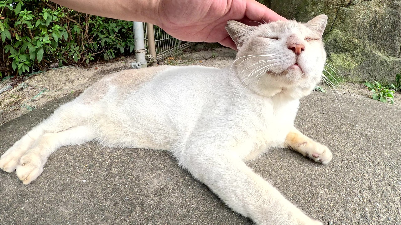 シャム猫がモフりやすいようにフェンスの向こう側から会いに来てくれた