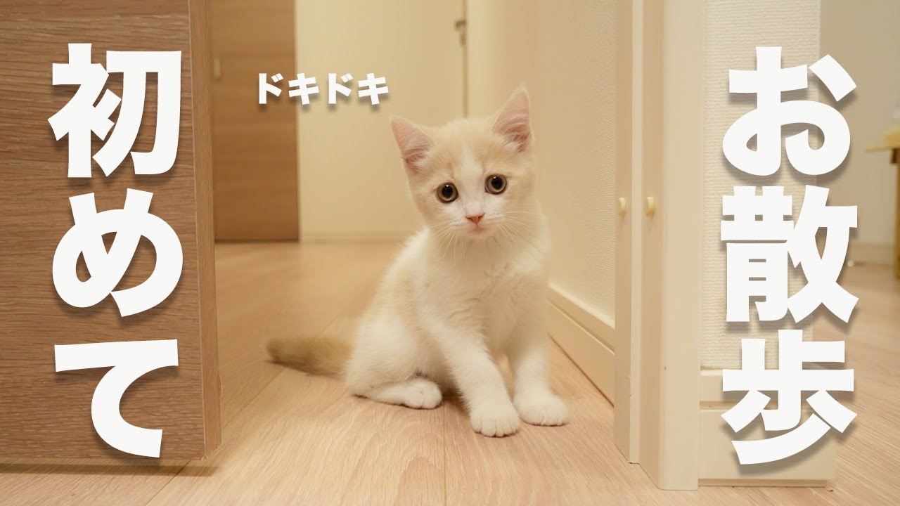 初めてのお散歩で子猫が大暴れしてる様子