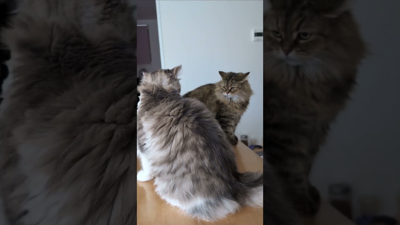 今にもケンカが始まりそうな猫たち【ミヌエット＆ノルウェージャンフォレストキャット】＃Shorts