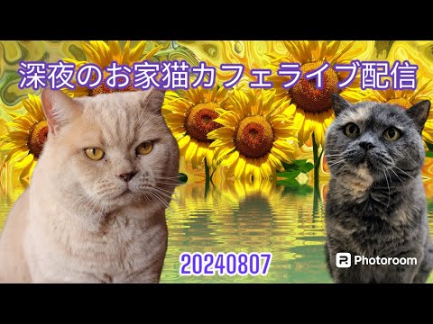 深夜のお家猫カフェライブ配信　１３８