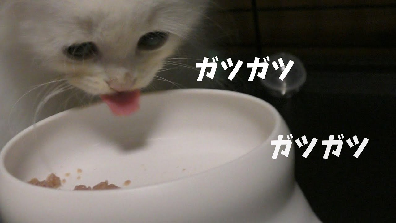 【らいち君】初ムースまんま　勢いが違う・・・