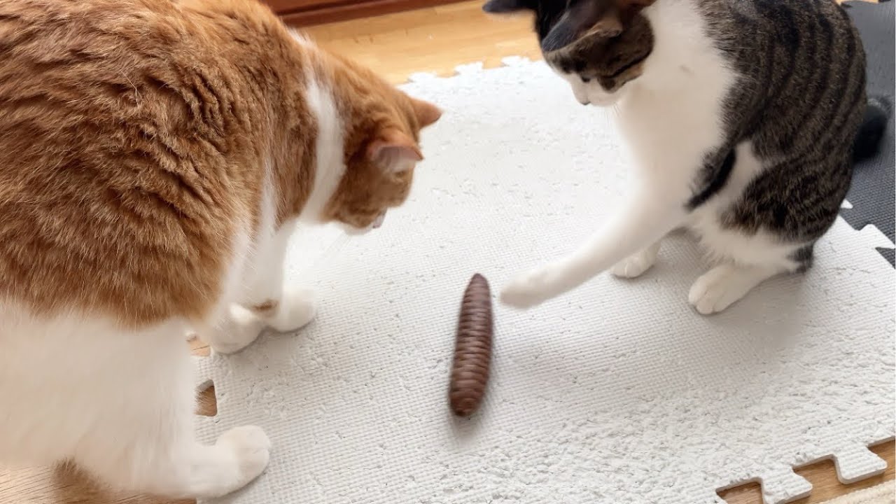 得体の知れない物に恐る恐る近づく2匹の猫