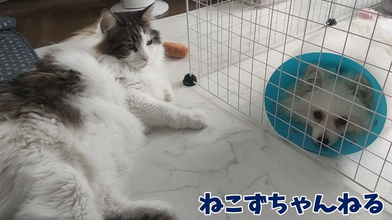 いつも仲悪いのに、寄り添う「まる」　ねこずちゃんねる824 #犬 #いぬ #dog  #ポメラニアン #メインクーン