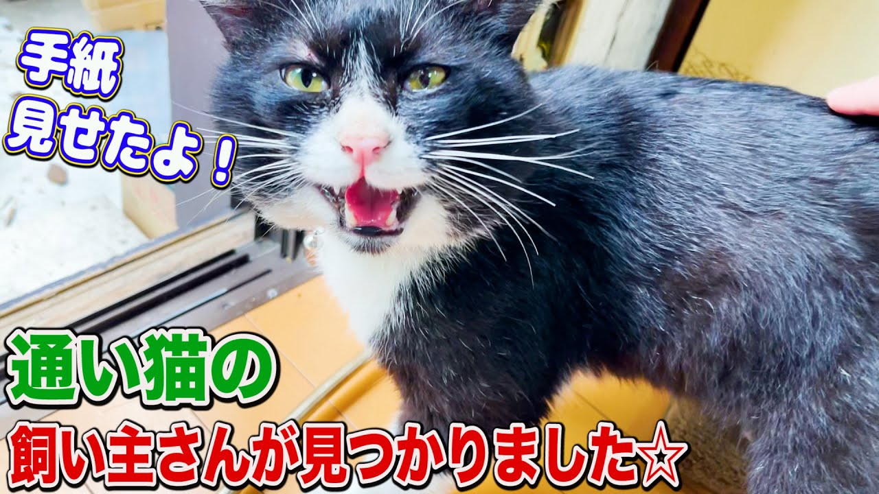 通い猫に手紙つき首輪を託したら飼い主さんが見つかりました☆ #猫 #野良猫 #cat