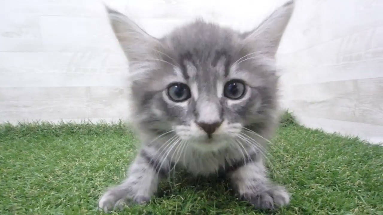 Coo&RIKU　No00686123 ノルウェージャン・フォレストキャット