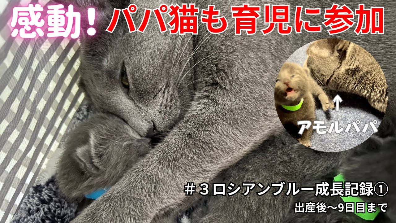 [感動！] パパ猫も子育てに参加　ロシアンブルー出産後から9日目までの成長記録
