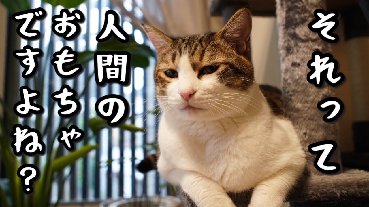 「喜ぶと思って買ったお魚のロボ。猫の好みも色々あるんだなぁって思った」