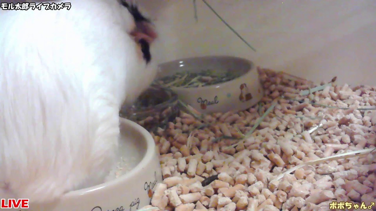 モル太郎ライブカメラ（お試し）guineapig！
