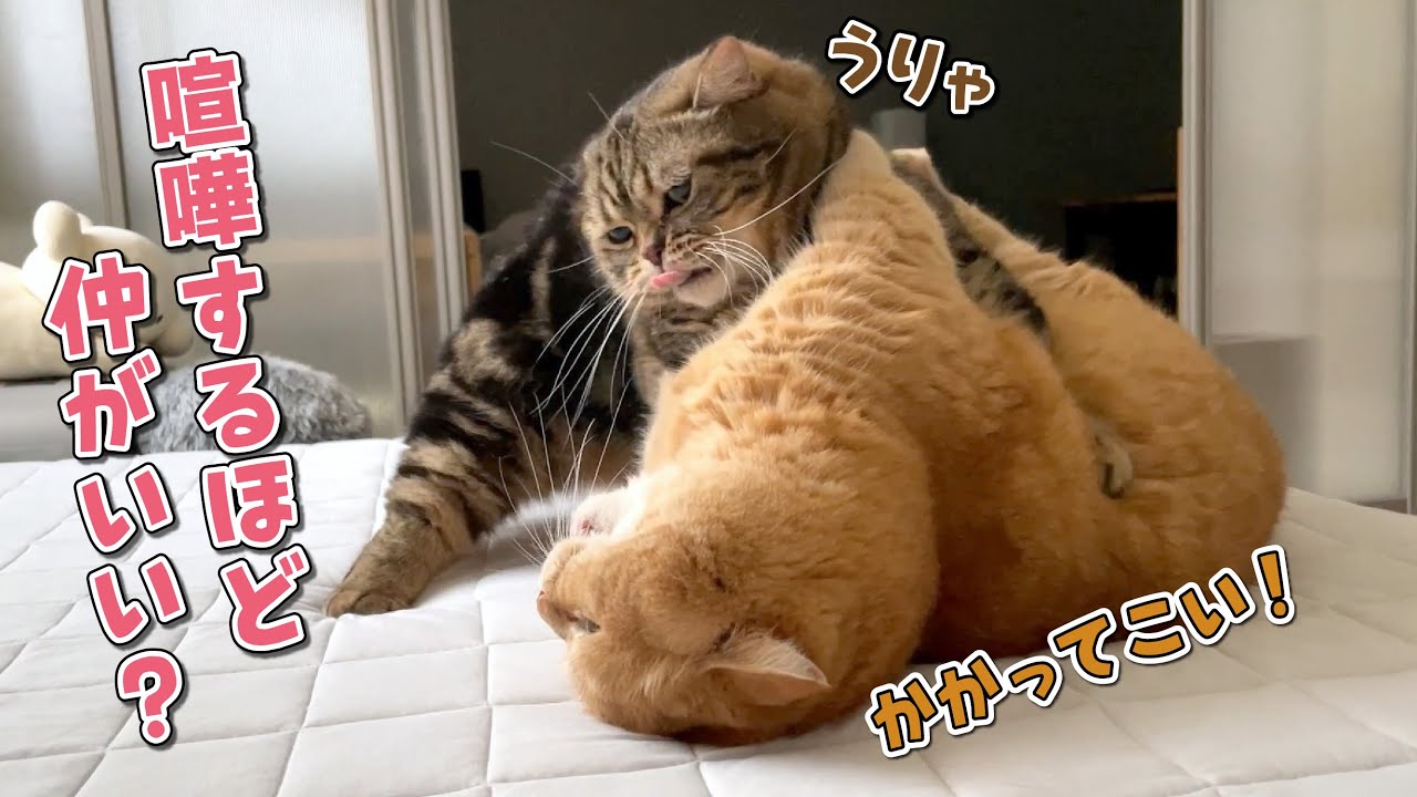 兄猫に誘われて何度もダイブする弟猫が可愛すぎる！