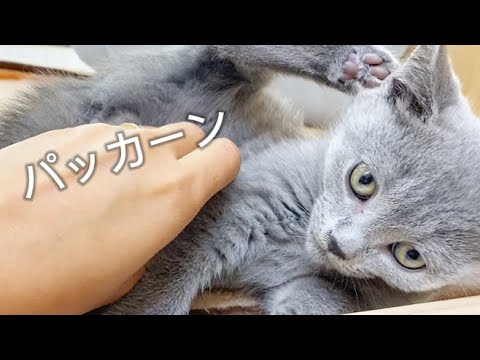 2024.8.5 いつだってゼロ距離のシャルトリューちゃん♡