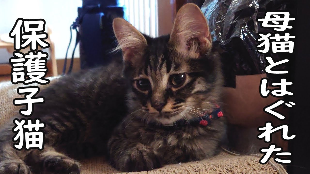 母猫とはぐれた保護子猫をお迎えしました。【トライアル初日】【スコティッシュフォールド＆保護猫】