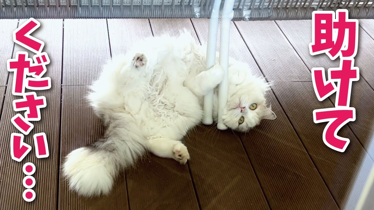 夏休みが大変すぎて本当に困ってます【関西弁でしゃべる猫】【猫アテレコ】