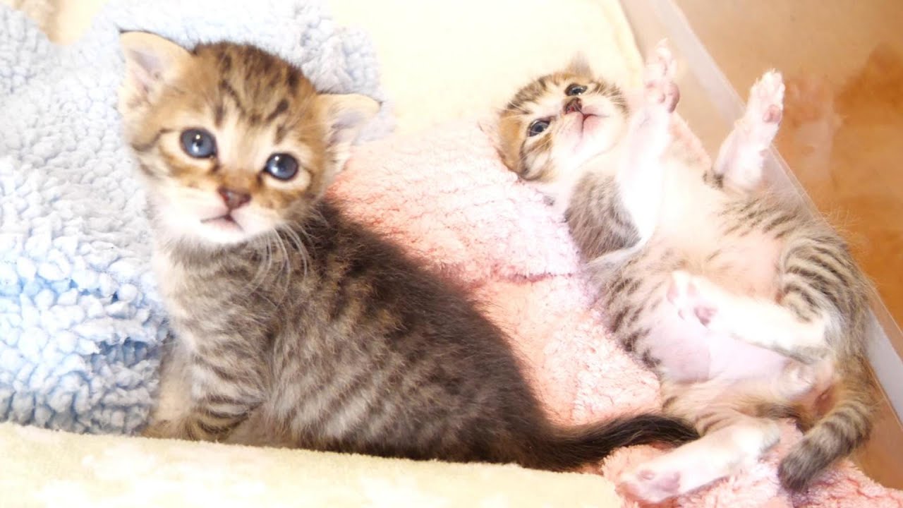 子猫達が何回起こしてもこんな風にひっくり返っちゃうのはなぁぜなぁぜ【赤ちゃん猫　保護猫】
