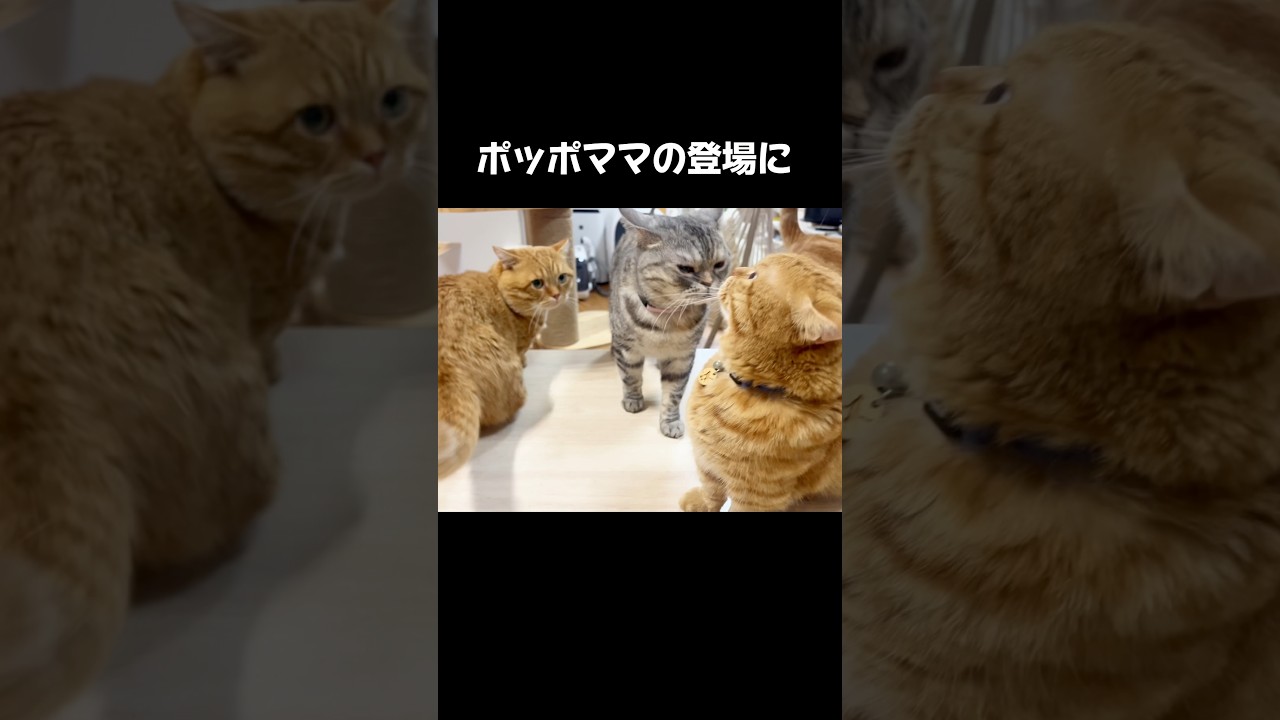 ママが机の上に登場すると... #猫 #マンチカン #shorts