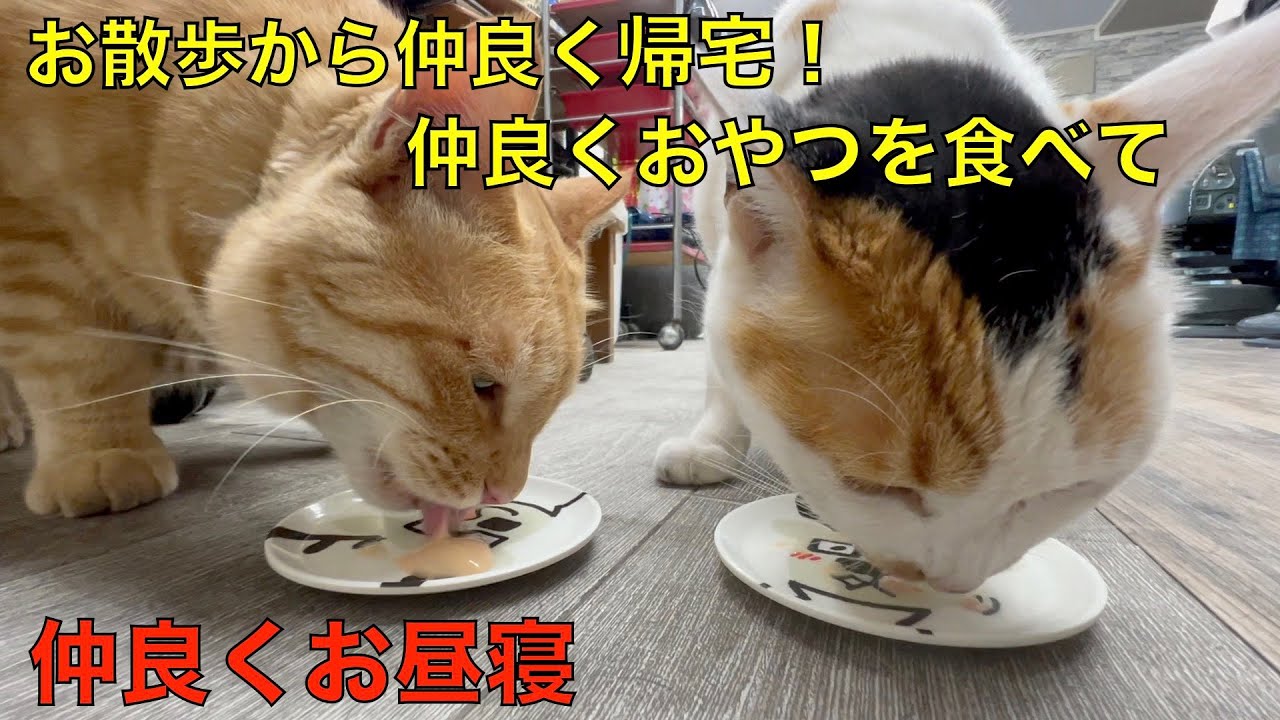 お散歩から仲良く帰宅して、仲良くおやつを食べて仲良くお昼寝をする理髪店で暮らす猫達