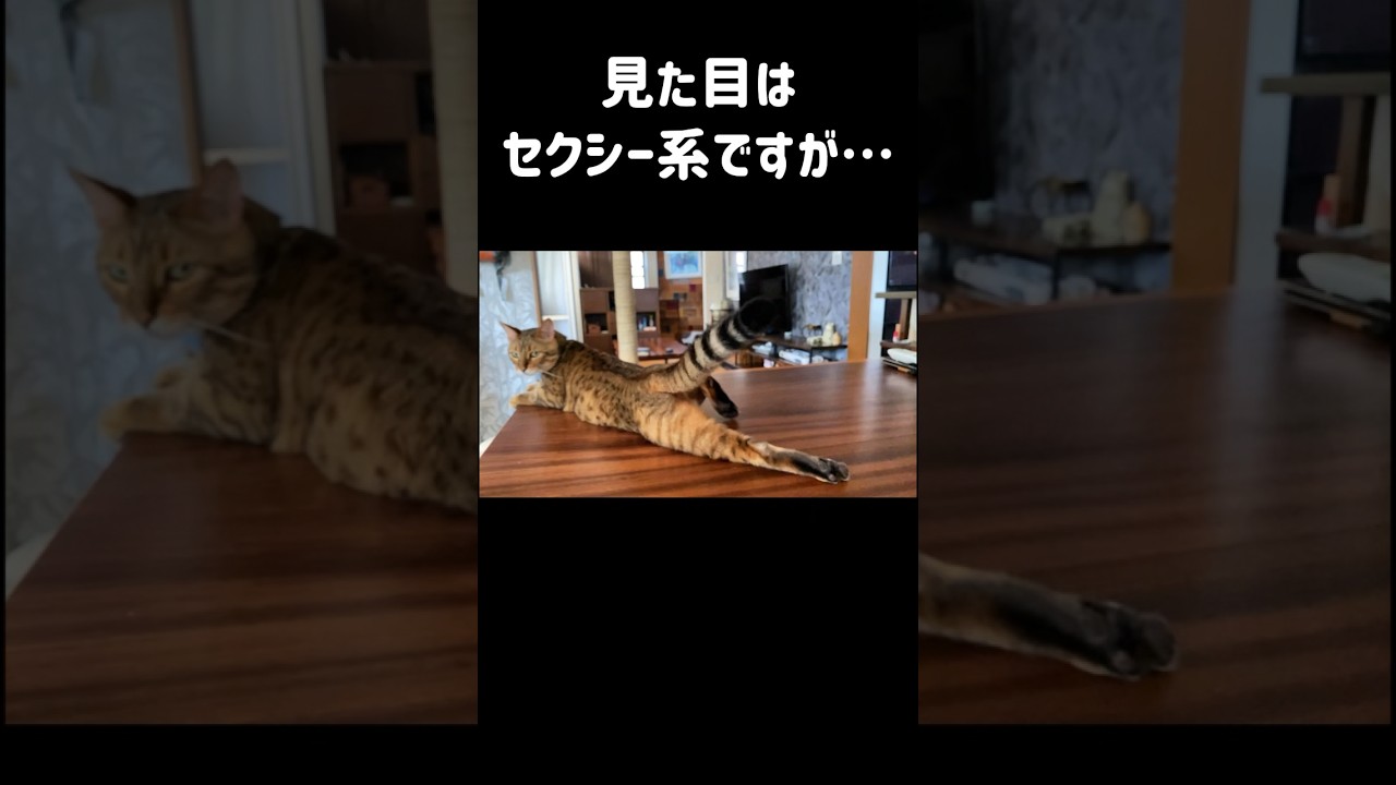 【ベンガル】美脚を見せつける猫｜見た目はセクシー系ですが鳴き声は可愛い系