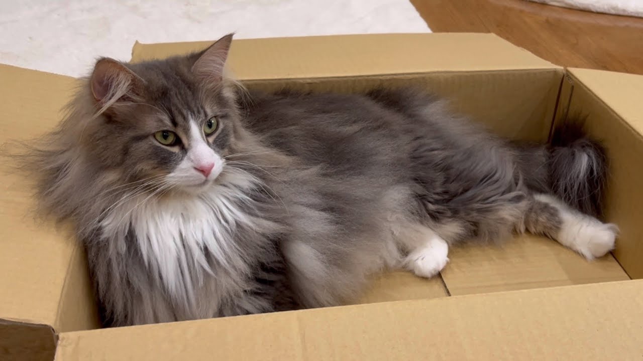 【段ボール】もふ猫たちは、浅めの段ボールを気に入ってくれるのか！？ターキッシュアンゴラとノルウェージャンフォレストキャット♡