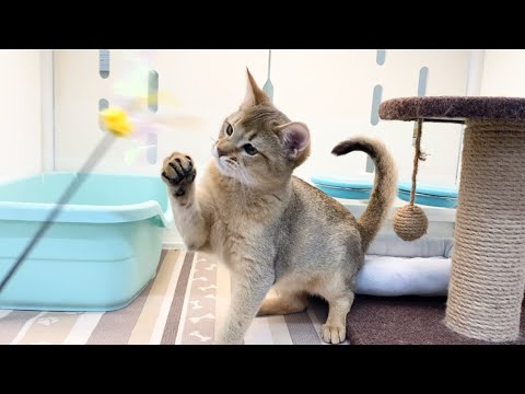 アビシニアン　子猫　キリッとしたお顔のイケメンにゃんこ