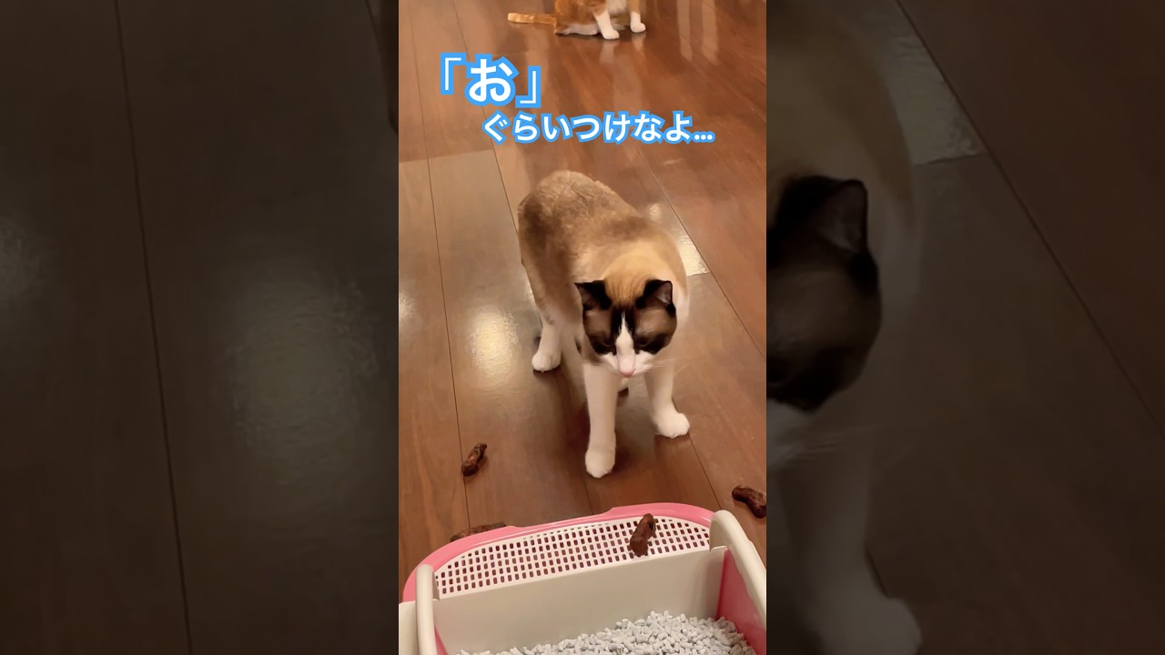 トイレ行ってくると言った猫が見た物は？ #shorts #cat #スノーシュー猫
