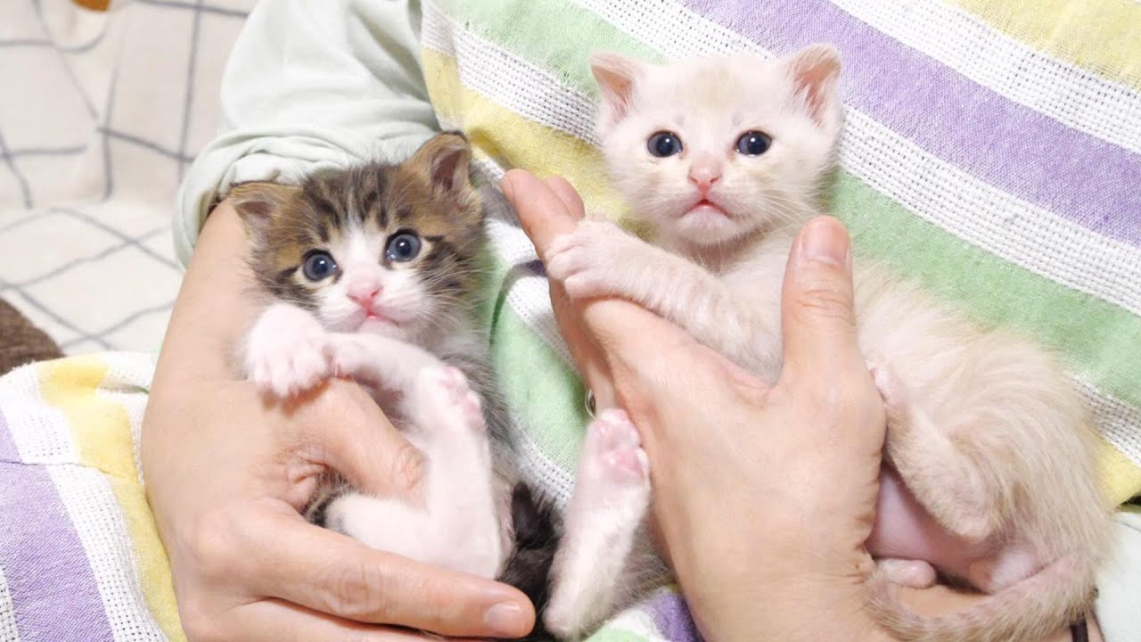 仲良し子猫兄弟はおそろいのポーズで抱っこされてご機嫌です【赤ちゃん猫　保護猫】