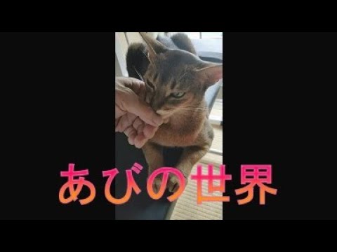 ネコ動画あび＃4008 　あびの毎日　アビシニアン　あび