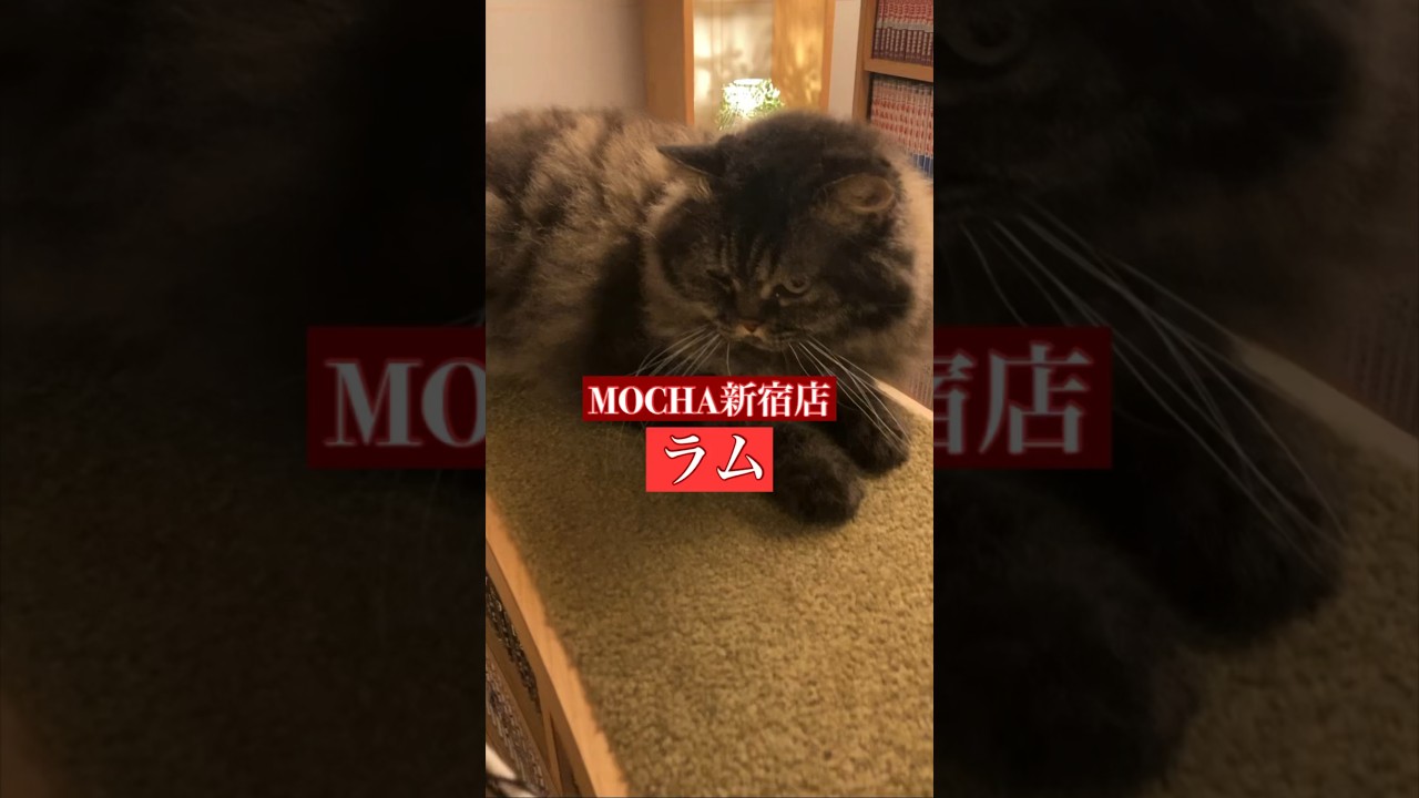 🐱ラム🐱　猫カフェMOCHA新宿店　(スクーカム♀)　2024/7/10 撮影分　　#日替わり猫カフェにゃんこ