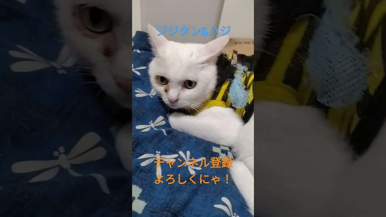 まったり2匹♪#ジジタン #猫のいる暮らし #日本猫 #ハジ