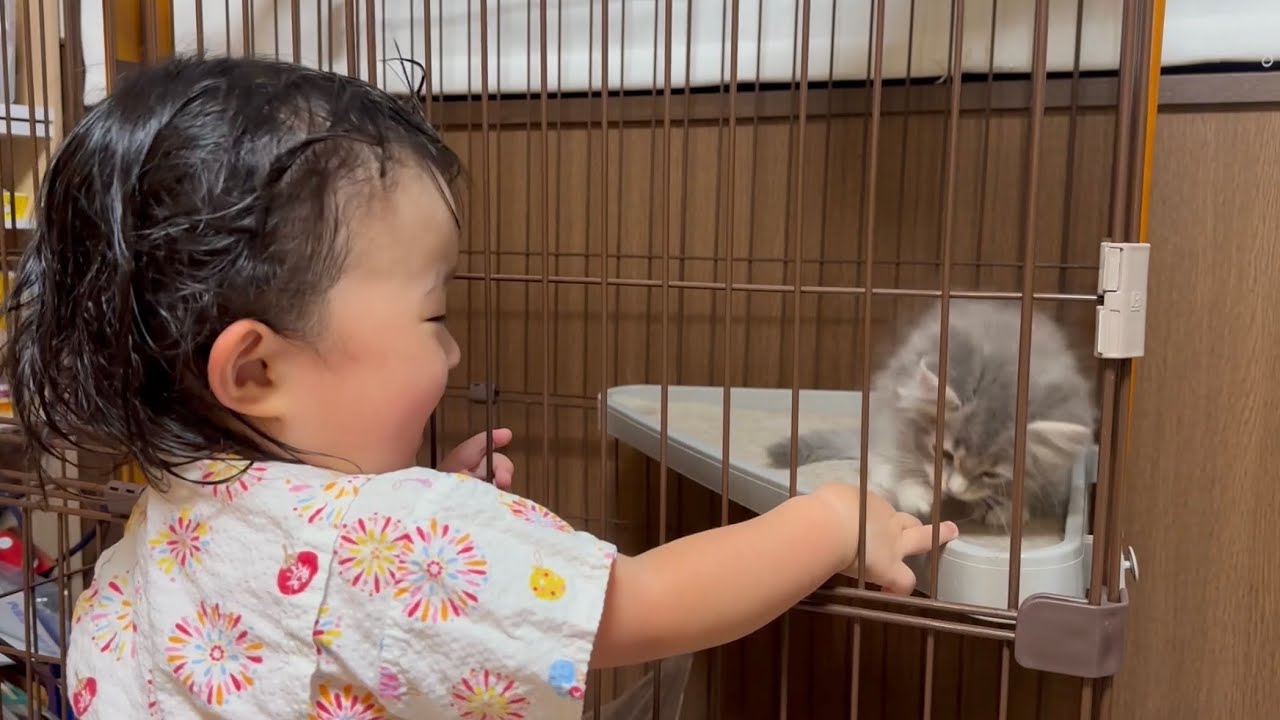 ケージ越しに2歳児と遊ぶ猫　サイベリアンA cat playing through a cage. Siberian
