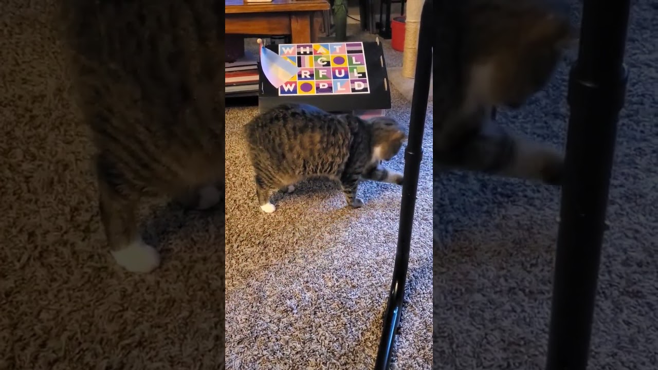 I'm l obsessed with my manx cat losing her shit over a singlular green bean.Manx cat meowing lol
