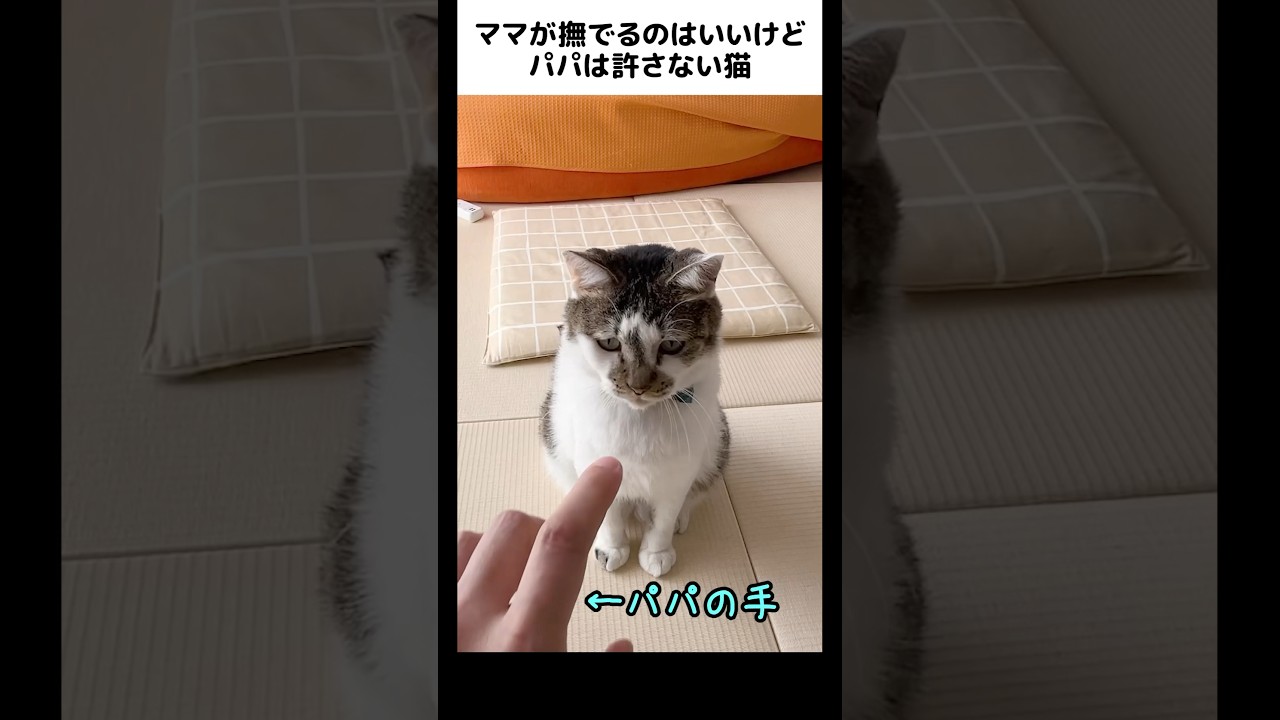 パパがんばれ。#元野良猫のささみとホルン #cat #ネコ