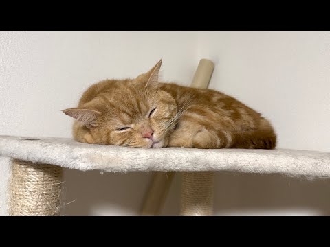 キャットタワーを購入してからの猫たちの様子を撮ってみました