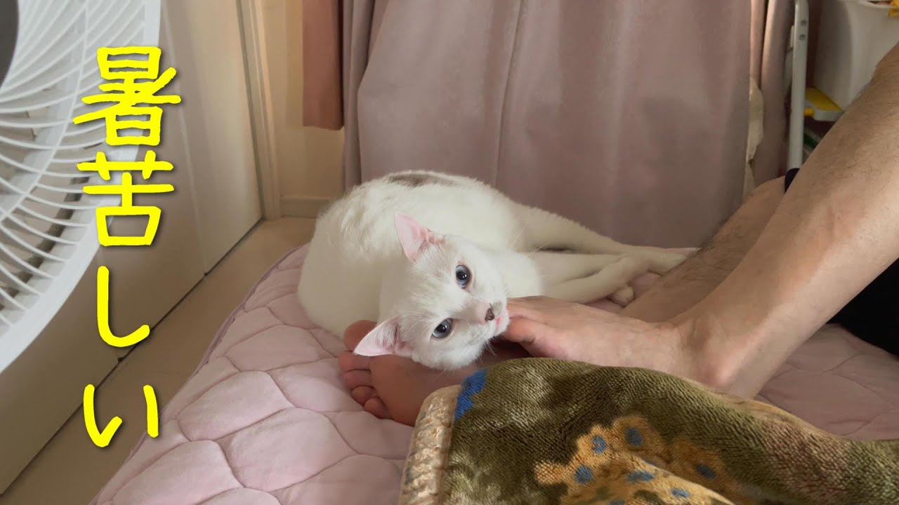 真夏でも人間にくっつきたがる弟猫が暑苦しい（可愛い）