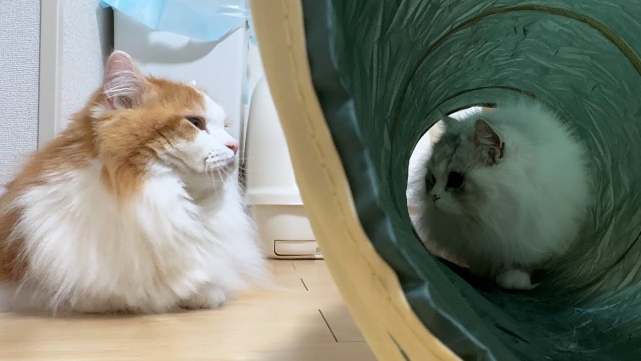 トンネルで遊ぶミヌエットと見守りマンチカン♪