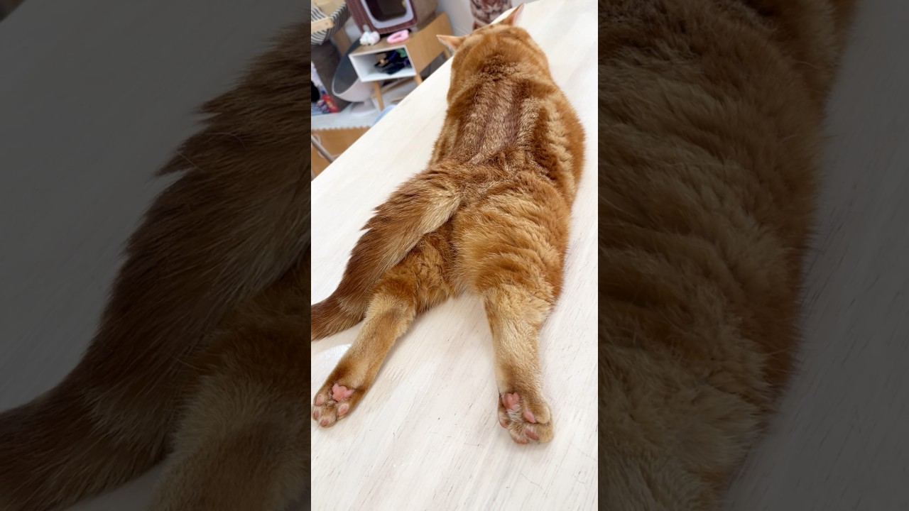猫のお尻がどうしても... #猫 #マンチカン #shorts
