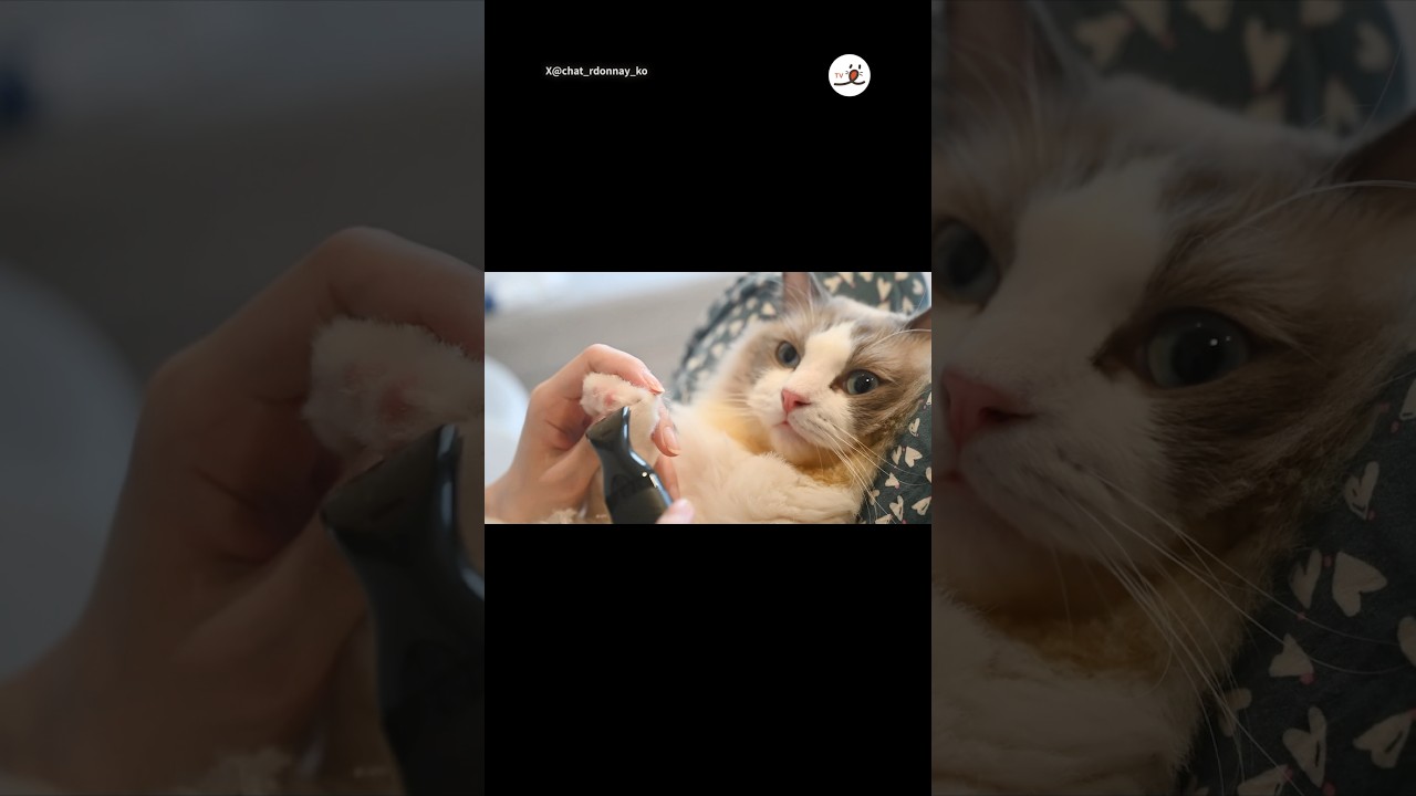 抵抗は無意味と知った猫さんの表情はこちら｜PECO #ラグドール #猫 #愛猫家 #猫のいる暮らし #ragdoll #ragdollcat #cat #catlover #catlife